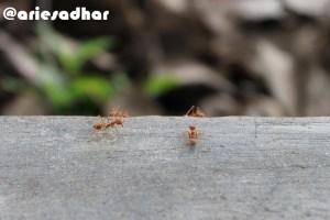 Semut Aja Nggak Sendirian