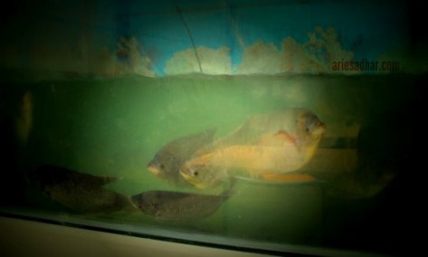 Guramenya masih hidup.