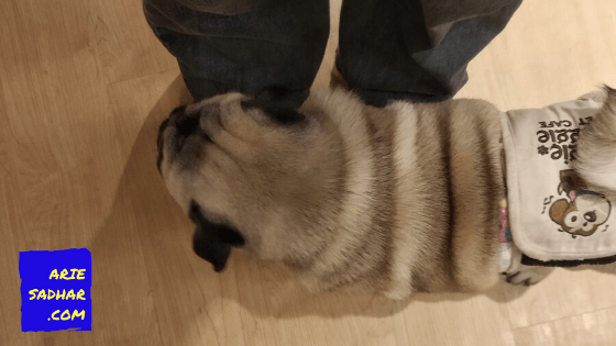 kafe anjing kelapa gading