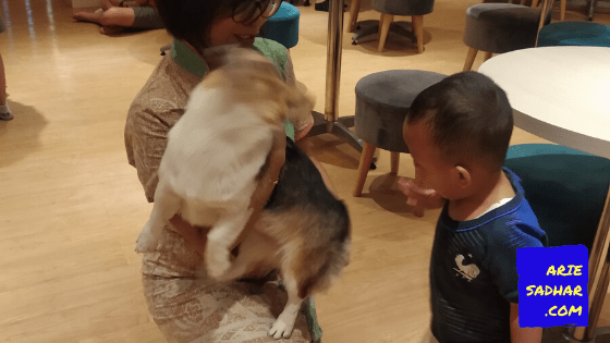 boogie doggie kelapa gading