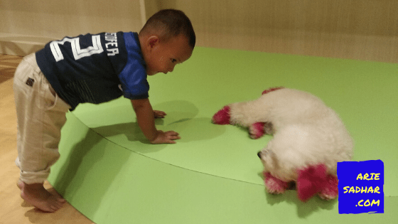 boogie doggie pet cafe