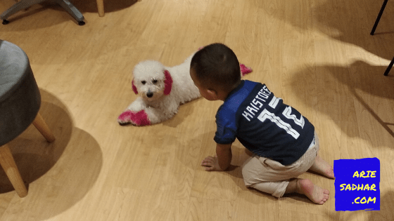 cara memelihara anjing